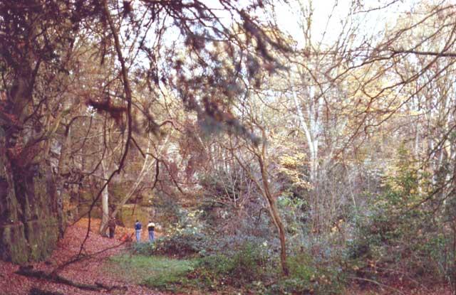 View along the crag toward Bramble Corner before the scrub clearance.