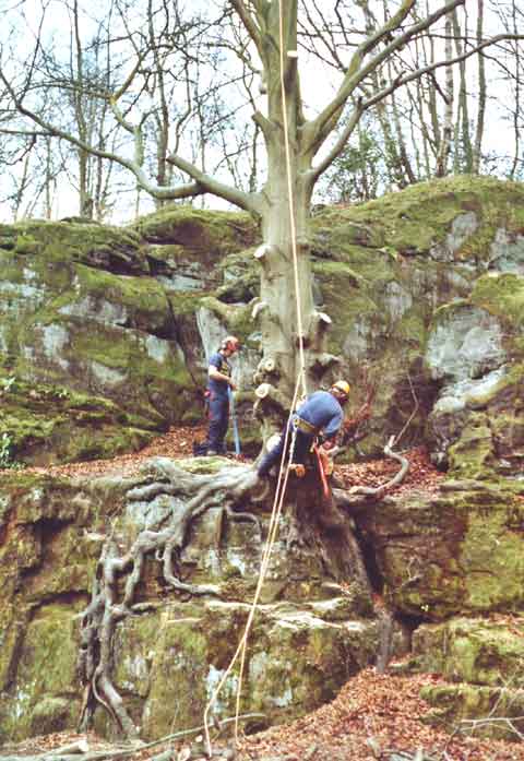 Crown lifting the beech on Trident Terrace